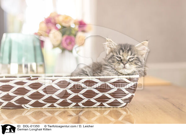 German Longhair Kitten / DOL-01350