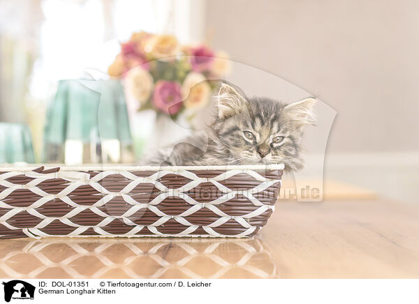 German Longhair Kitten / DOL-01351