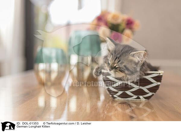 German Longhair Kitten / DOL-01353