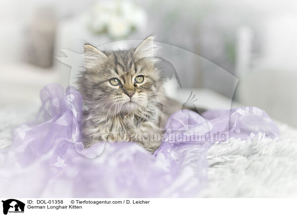 German Longhair Kitten / DOL-01358