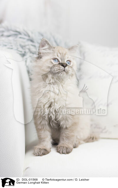 German Longhair Kitten / DOL-01568