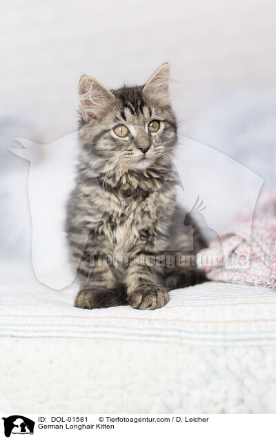 German Longhair Kitten / DOL-01581