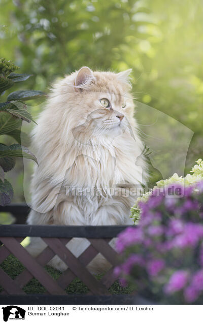 Deutsch Langhaar / German Longhair / DOL-02041