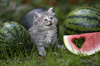 German Longhair Kitten