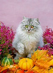 German Longhair in autumn