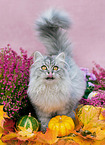 German Longhair in autumn