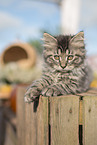 German Longhair Kitten