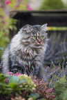 female German Longhair