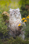 female German Longhair