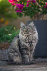 female German Longhair