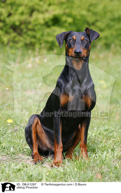 sitzender Deutscher Pinscher / sitting Pinscher / DB-01287