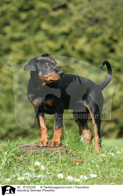 stehender Deutscher Pinscher / standing German Pinscher / IF-02258