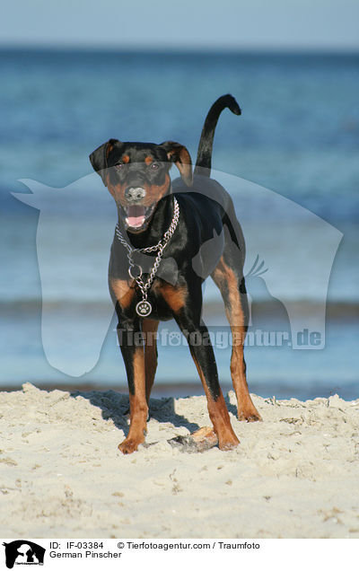 Deutscher Pinscher / German Pinscher / IF-03384