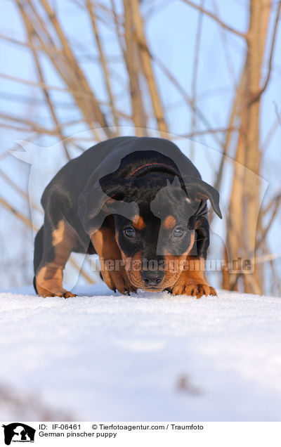 Deutscher Pinscher Welpe / German pinscher puppy / IF-06461