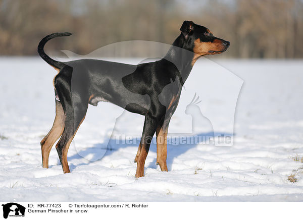German Pinscher in snow / RR-77423