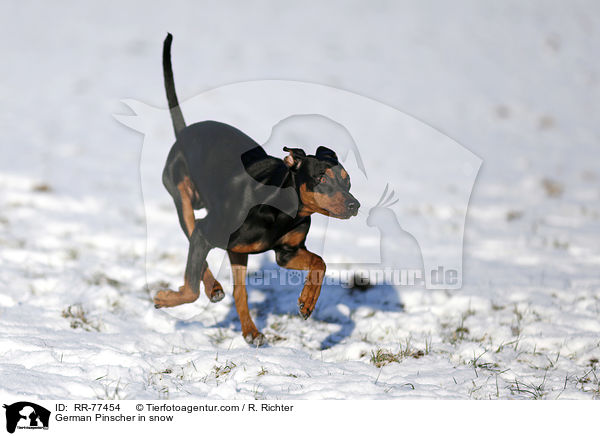 German Pinscher in snow / RR-77454