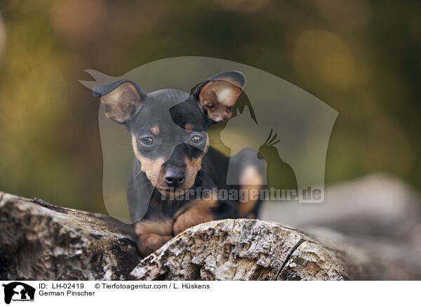 German Pinscher / LH-02419