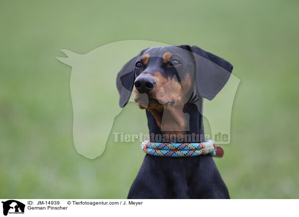 Deutscher Pinscher / German Pinscher / JM-14939