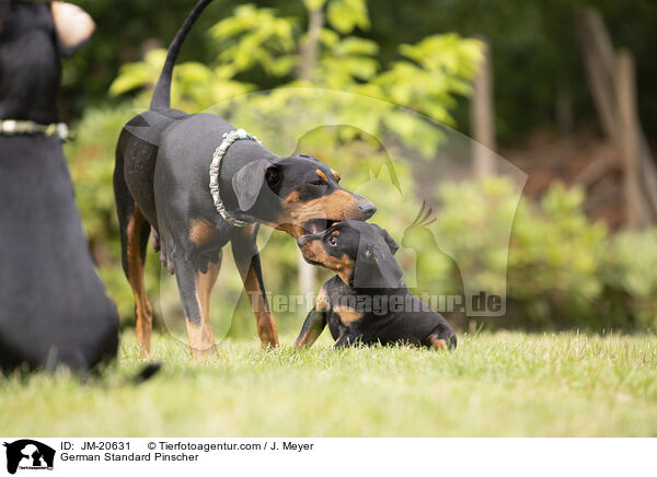 Deutsche Pinscher / German Standard Pinscher / JM-20631