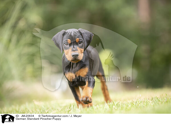 Deutscher Pinscher  Welpe / German Standard Pinscher Puppy / JM-20634