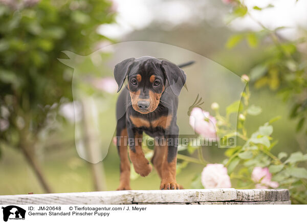 Deutscher Pinscher  Welpe / German Standard Pinscher Puppy / JM-20648