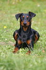 lying Pinscher