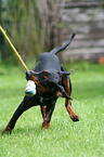 playing German Pinscher