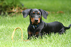 young German Pinscher