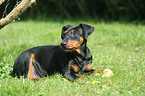 lying German Pinscher