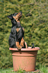 German Pinscher