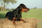 German Pinscher