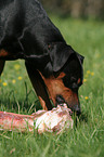 eating German Pinscher