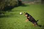 playing German Pinscher