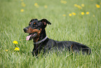 lying German Pinscher