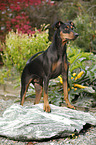 German Pinscher