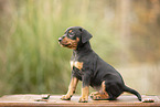 german pinscher puppy