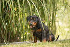 German Standard Pinscher Puppy