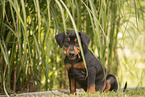 German Standard Pinscher Puppy