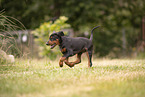 German Standard Pinscher Puppy