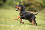 German Standard Pinscher Puppy