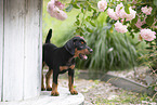 German Standard Pinscher Puppy