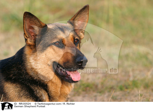 Deutscher Schferhund im Portrait / German Shepherd Portrait / RR-00524