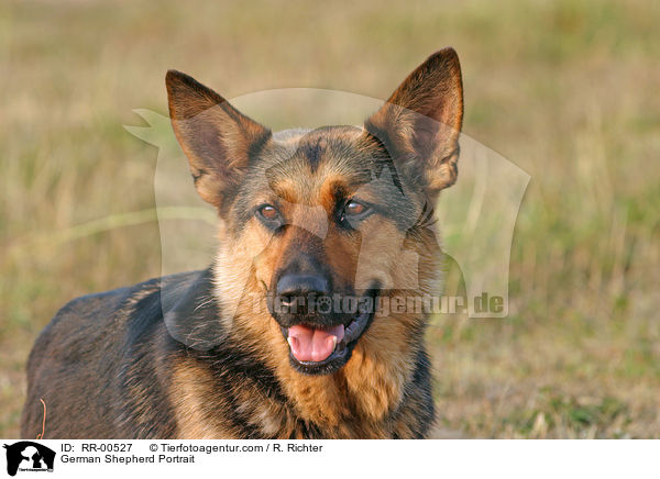 Deutscher Schferhund im Portrait / German Shepherd Portrait / RR-00527