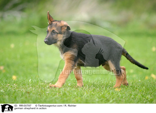 Deutscher Schferhund Welpe in Bewegung / german shepherd in action / RR-00787