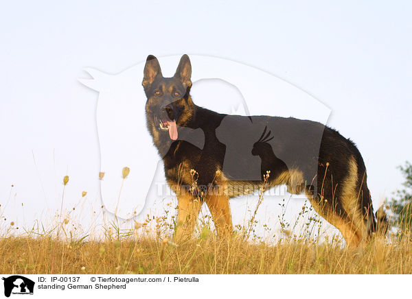 stehender Deutscher Schferhund / standing German Shepherd / IP-00137