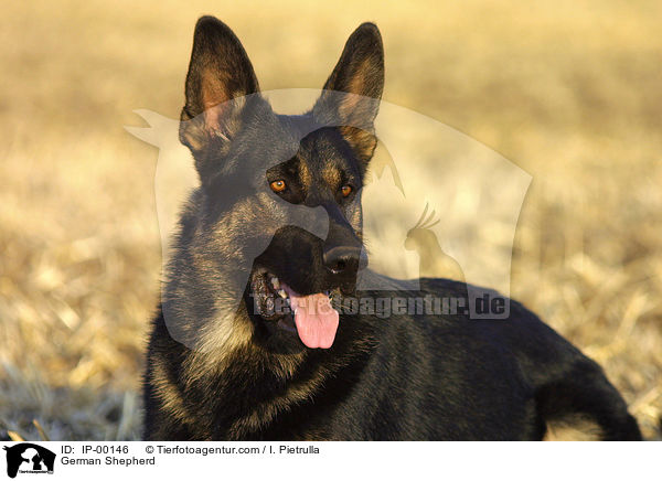 Deutscher Schferhund / German Shepherd / IP-00146