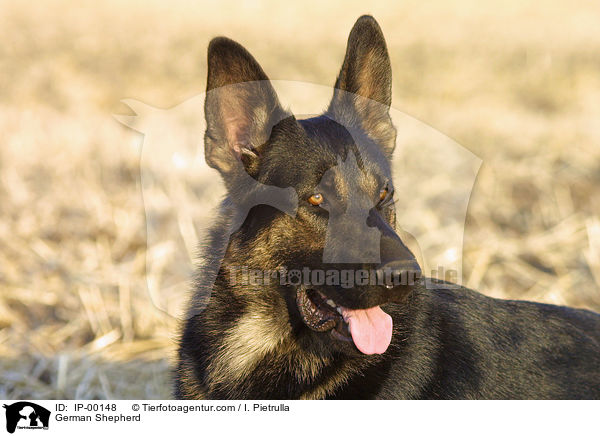 Deutscher Schferhund im Portrait / German Shepherd / IP-00148