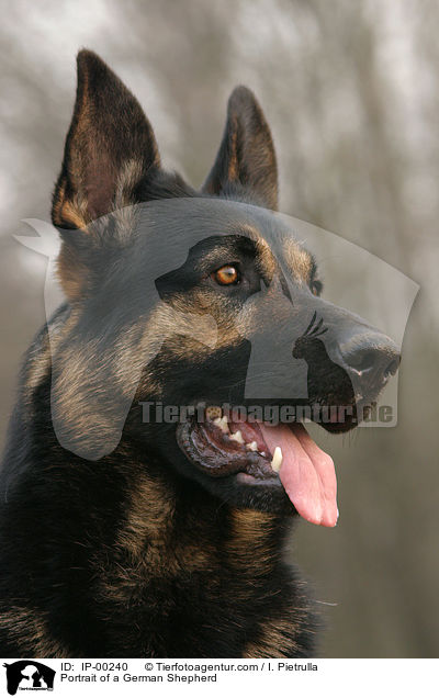Deutscher Schferhund im Portrait / Portrait of a German Shepherd / IP-00240