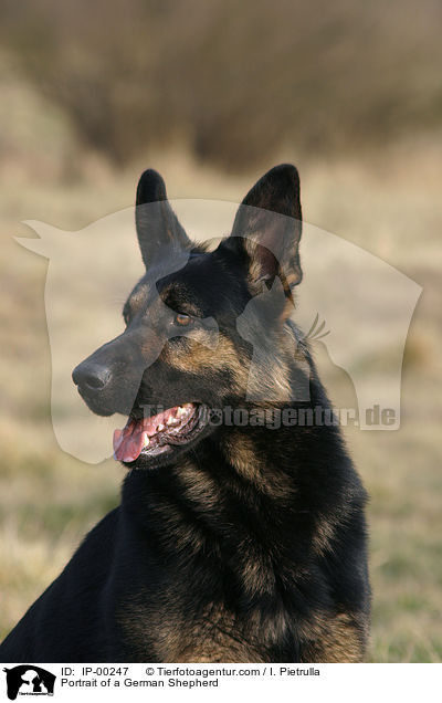 Deutscher Schferhund im Portrait / Portrait of a German Shepherd / IP-00247
