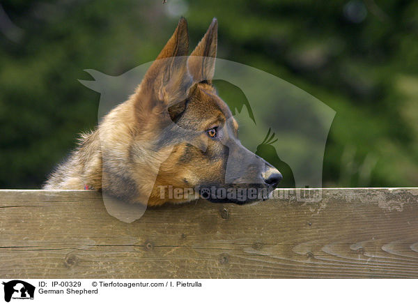 Portrait eines Deutschen Schferhundes / German Shepherd / IP-00329